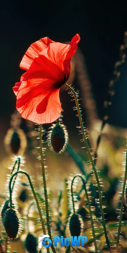Poppy flower Bloom 3K Mobile Wallpaper