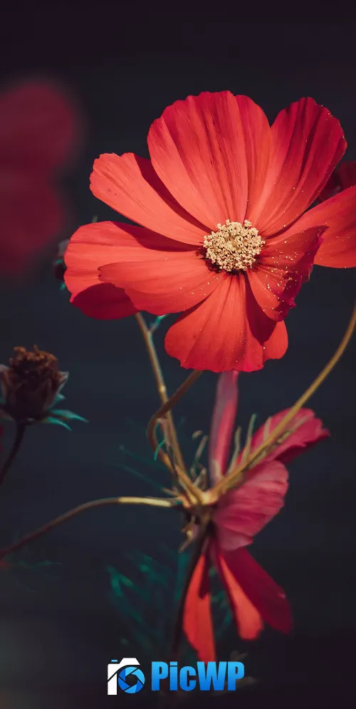 Orange flowers Summer 3K Mobile Wallpaper