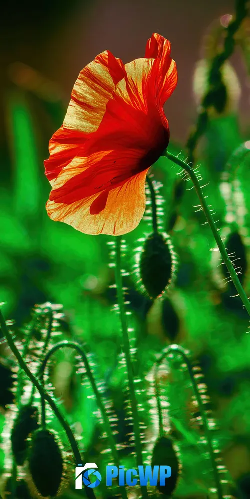 Poppy flower Landscape 3K Mobile Wallpaper