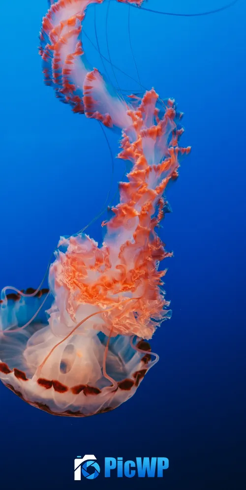Jellyfish Orange 3K Mobile Wallpaper