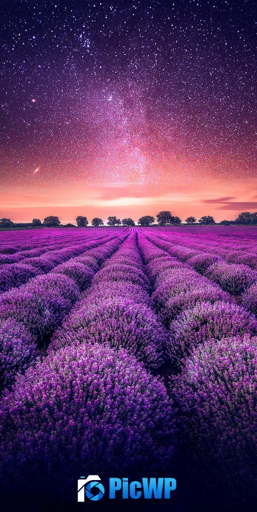 Lavender farm Lavender fields 3K Mobile Wallpaper