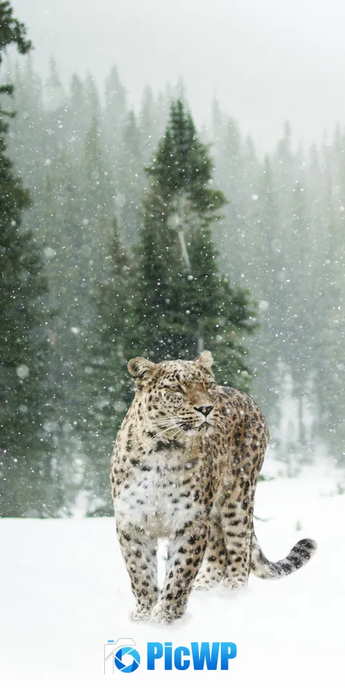 Leopard Snow 3K Mobile Wallpaper
