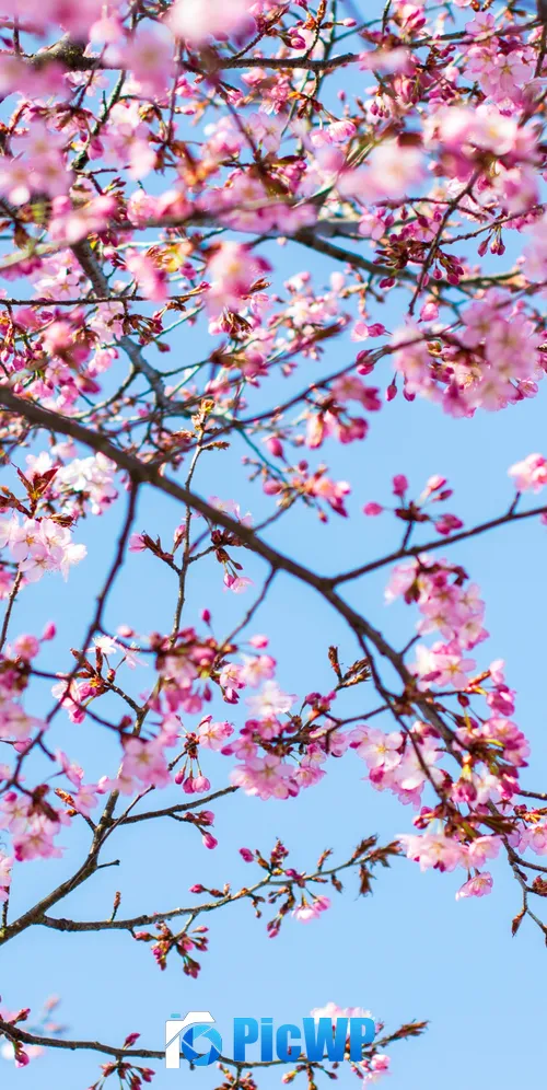 Cherry blossom Spring 3K Mobile Wallpaper