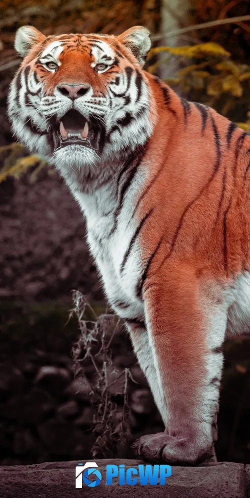 Tiger Autumn 3K Mobile Wallpaper
