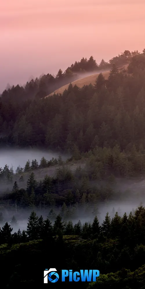 Forest Foggy 3K Mobile Wallpaper
