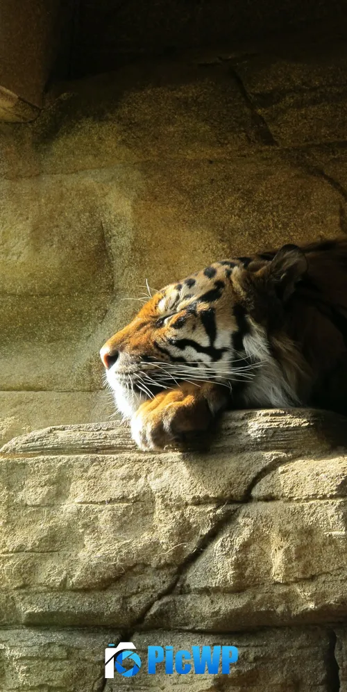 Sleeping Tiger Rock 3K Mobile Wallpaper