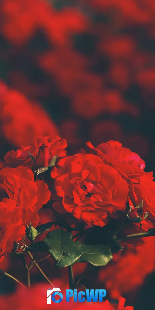 Red flowers Floral 3K Mobile Wallpaper