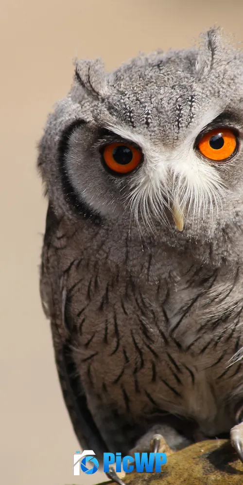 Zwergeule Owl 3K Mobile Wallpaper