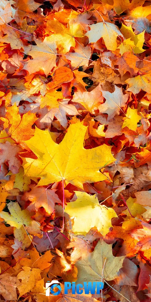 Maple leaves 3K Mobile Wallpaper