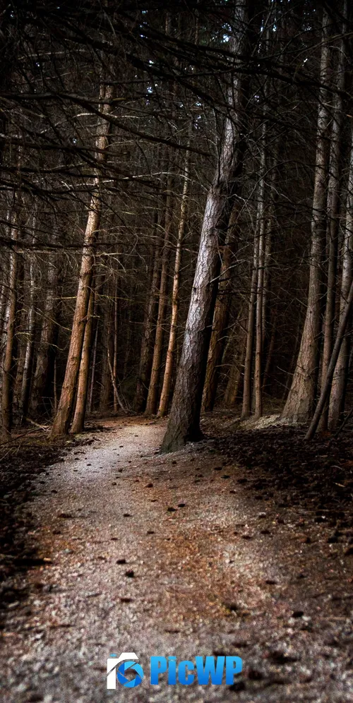 Thick forest Woods 3K Mobile Wallpaper
