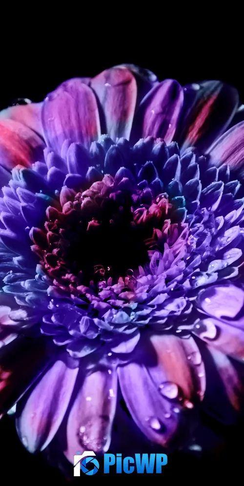 Gerbera Daisy Purple Flower 3K Mobile Wallpaper