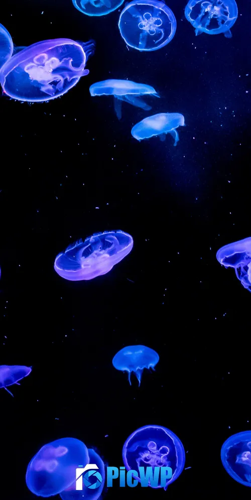 Jellyfishes Blue 3K Mobile Wallpaper