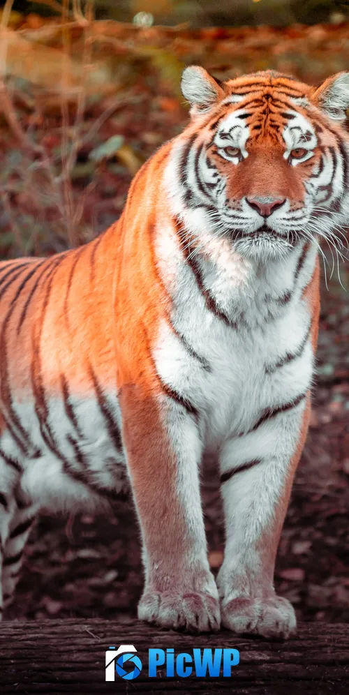 Tiger Panoramic 3K Mobile Wallpaper