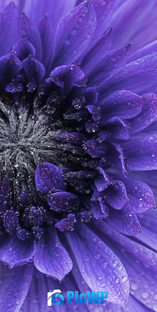 Violet flowers Closeup 3K Mobile Wallpaper