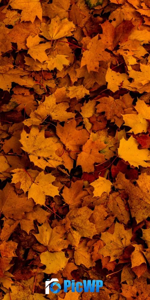 Fallen Leaves Autumn 3K Mobile Wallpaper