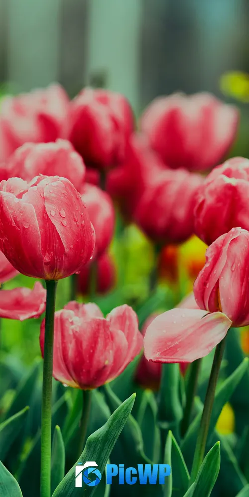 Pink Tulips Flower garden 3K Mobile Wallpaper