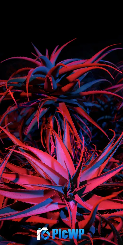 Aloe vera Succulent 3K Mobile Wallpaper