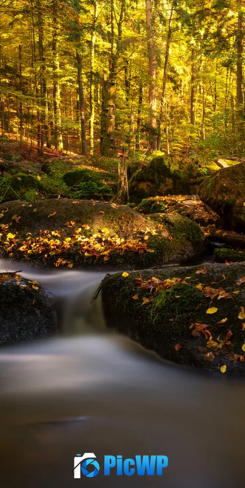 Forest Water Stream 3K Mobile Wallpaper