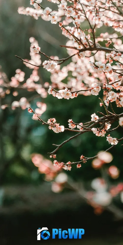 Cherry blossom Bokeh 3K Mobile Wallpaper