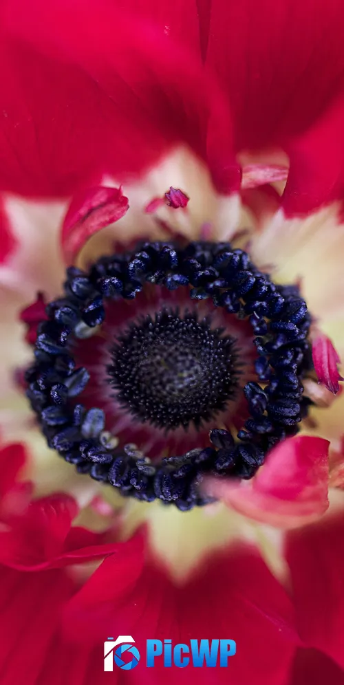 Red flower Closeup 3K Mobile Wallpaper