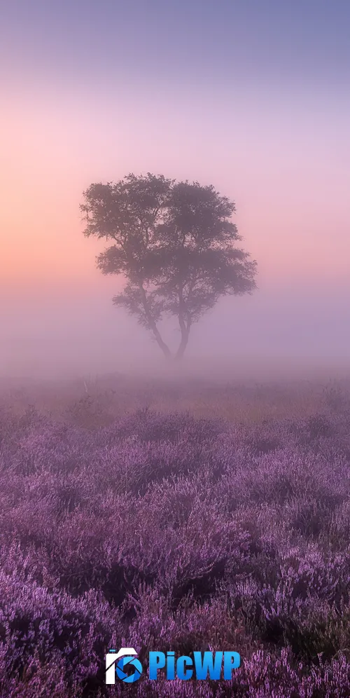 Lavender fields Purple 3K Mobile Wallpaper