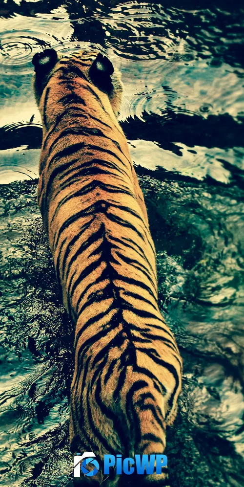 Tiger Walking 3K Mobile Wallpaper