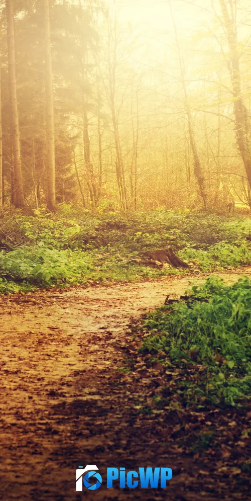 Forest path Sunlight 3K Mobile Wallpaper