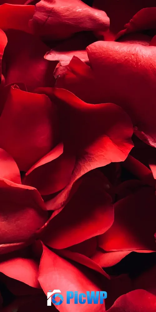 Red Rose Rose Petals 3K Mobile Wallpaper
