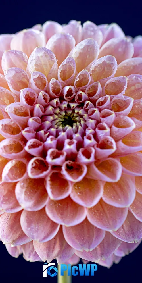 Chrysanthemum flowers Pink flower 3K Mobile Wallpaper