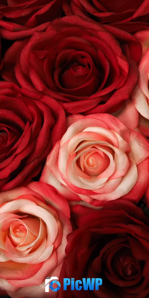 Red Roses White Roses 3K Mobile Wallpaper