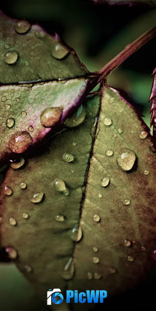 Wet Leaves Rainy Weather 3K Mobile Wallpaper