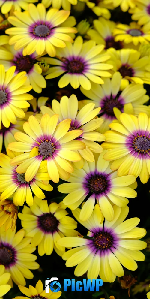 Yellow Daisies Blossom 3K Mobile Wallpaper