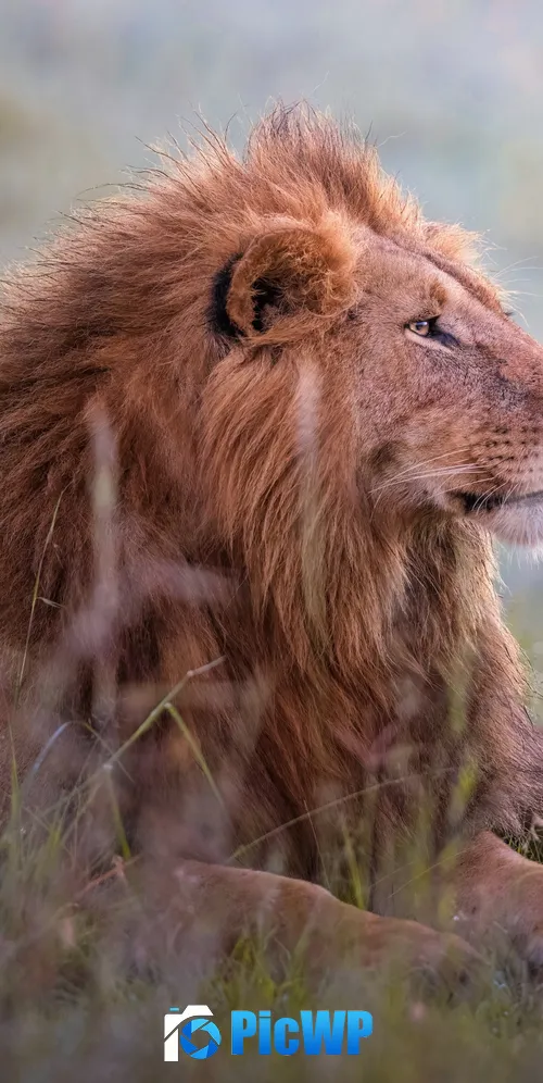 Lion Predator 3K Mobile Wallpaper