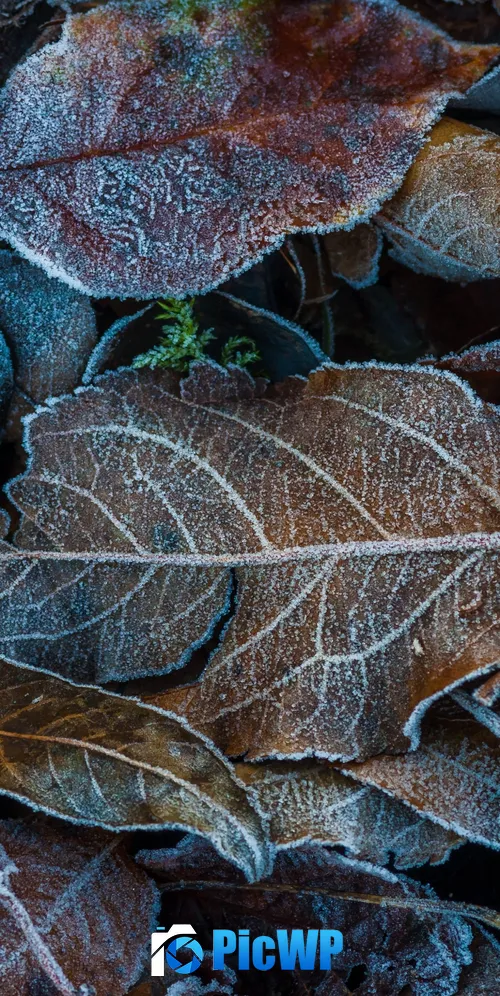 Frozen Leaves Winter 3K Mobile Wallpaper
