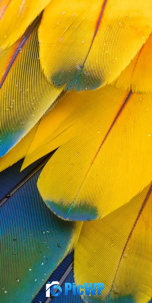 Macaw Feathers Pattern 3K Mobile Wallpaper