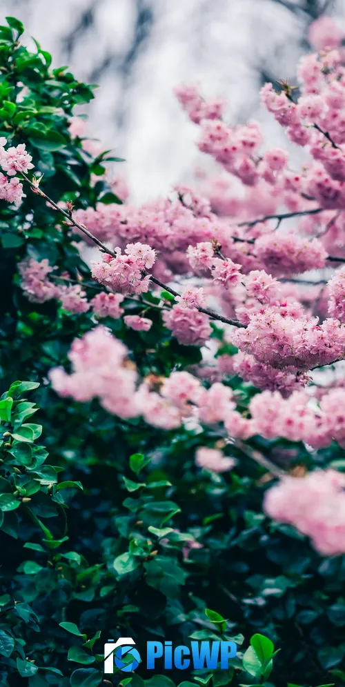 Cherry blossom Green leaves 3K Mobile Wallpaper