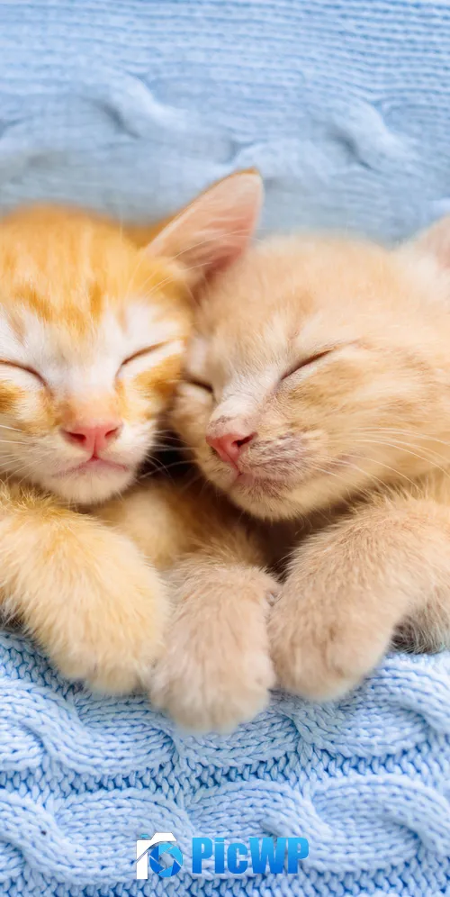 Cute Kittens Sleeping 3K Mobile Wallpaper