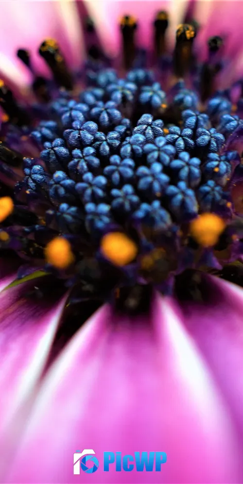 Pink Daisy Closeup 3K Mobile Wallpaper