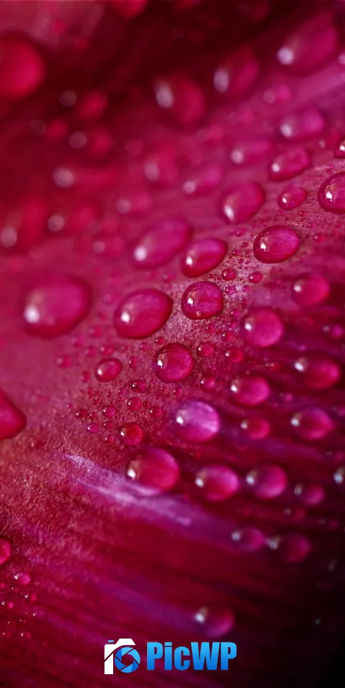 Pink Tulip Petal Tulip flower 3K Mobile Wallpaper