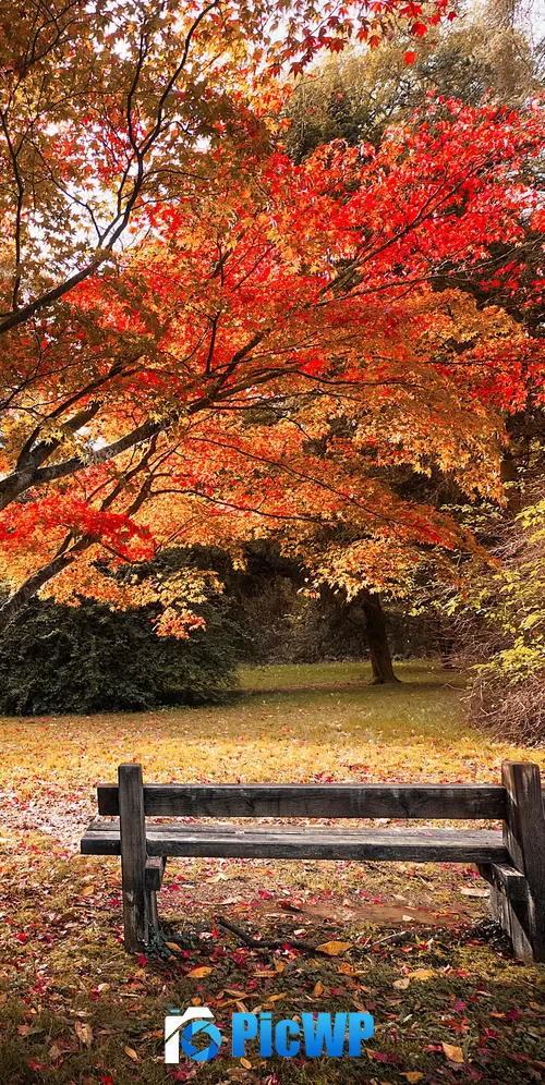 Maple trees Autumn leaves 3K Mobile Wallpaper