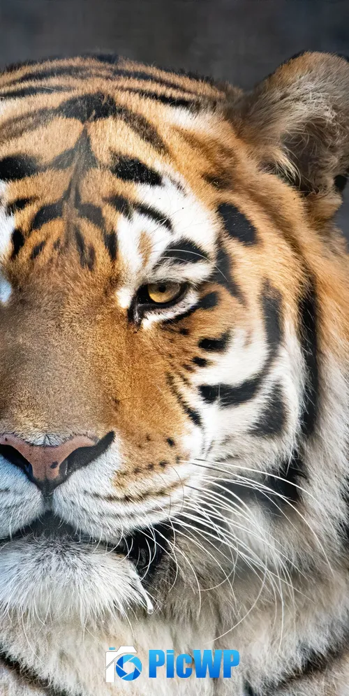 Bengal Tiger Portrait 3K Mobile Wallpaper