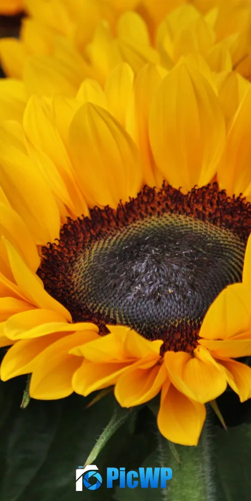 Sunflowers Blossom 3K Mobile Wallpaper