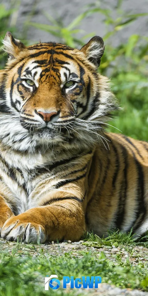 Sumatran tiger Big cat 3K Mobile Wallpaper