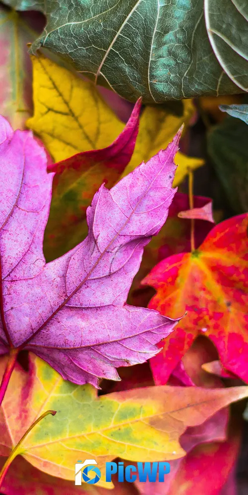 Maple leaves Purple leaf 3K Mobile Wallpaper
