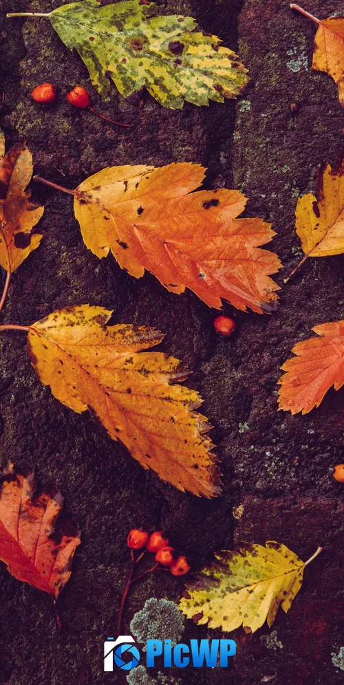 Autumn leaves Foliage 3K Mobile Wallpaper