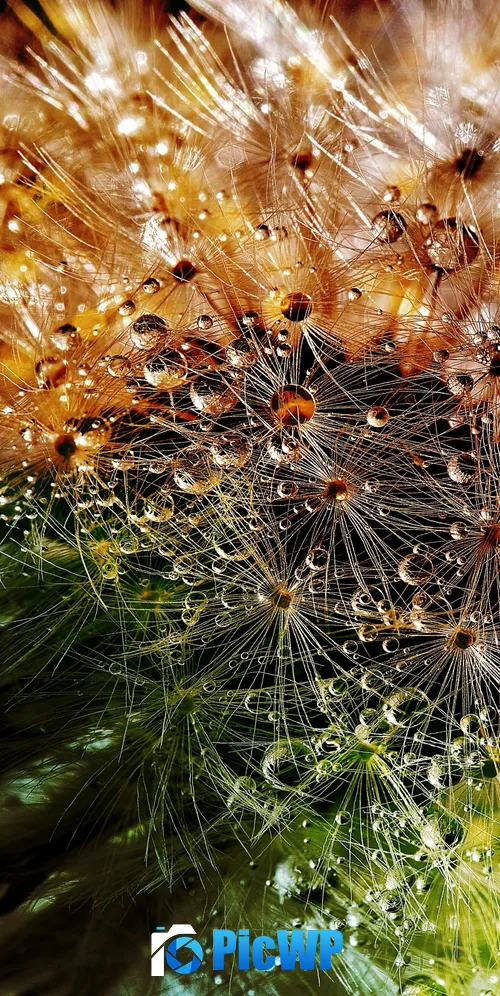 Dandelion flowers Closeup 3K Mobile Wallpaper