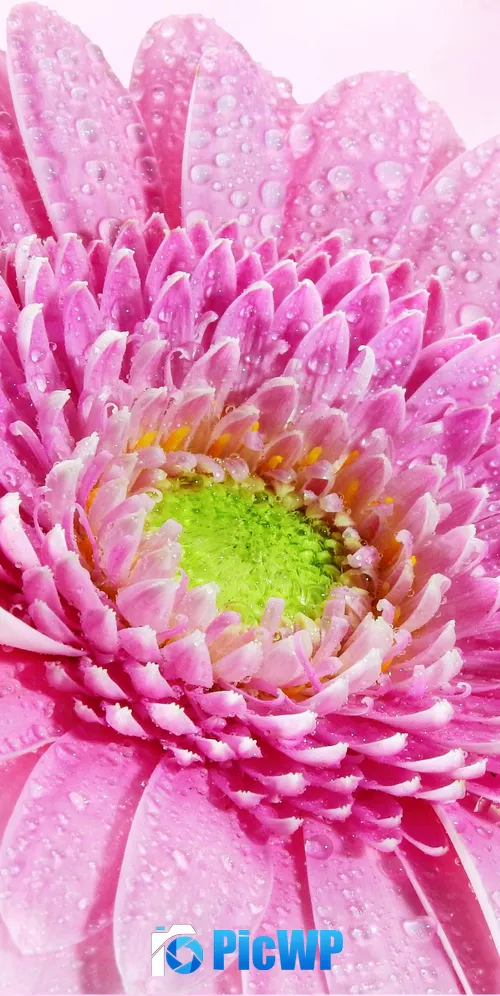 Gerbera Daisy Pink flower 3K Mobile Wallpaper