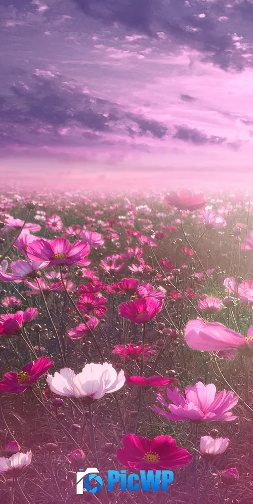 Pink flower Cosmos 3K Mobile Wallpaper