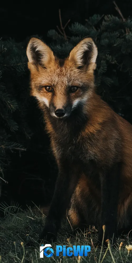 Brown Fox Green Grass 3K Mobile Wallpaper