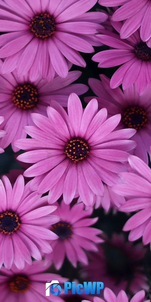 Pink Daisies Spring 3K Mobile Wallpaper